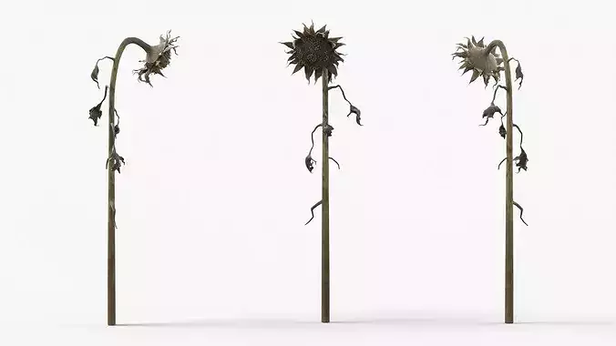 Dead Sunflower Stem Bent 3D model 2