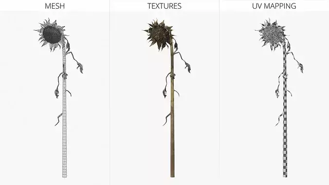 Dead Sunflower Stem Bent 3D model 6