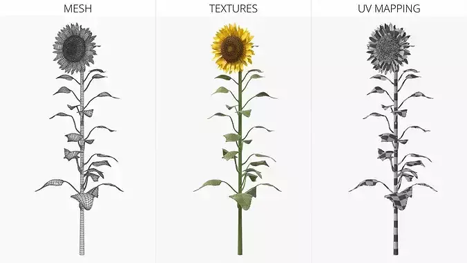 Mature Sunflower Plant Upright 3D model 6