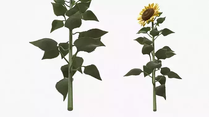Mature Sunflower Plant Upright 3D model 5