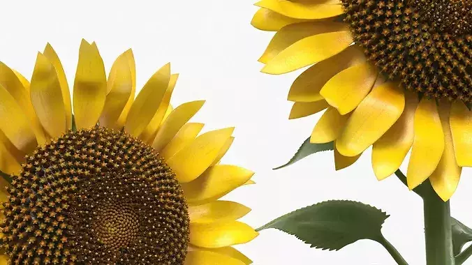 Mature Sunflower Plant Upright 3D model 4