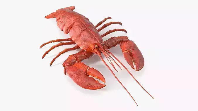 Boiled Lobster Rigged for Maya 3D model 4
