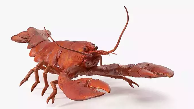 Boiled Lobster Rigged for Maya 3D model 7