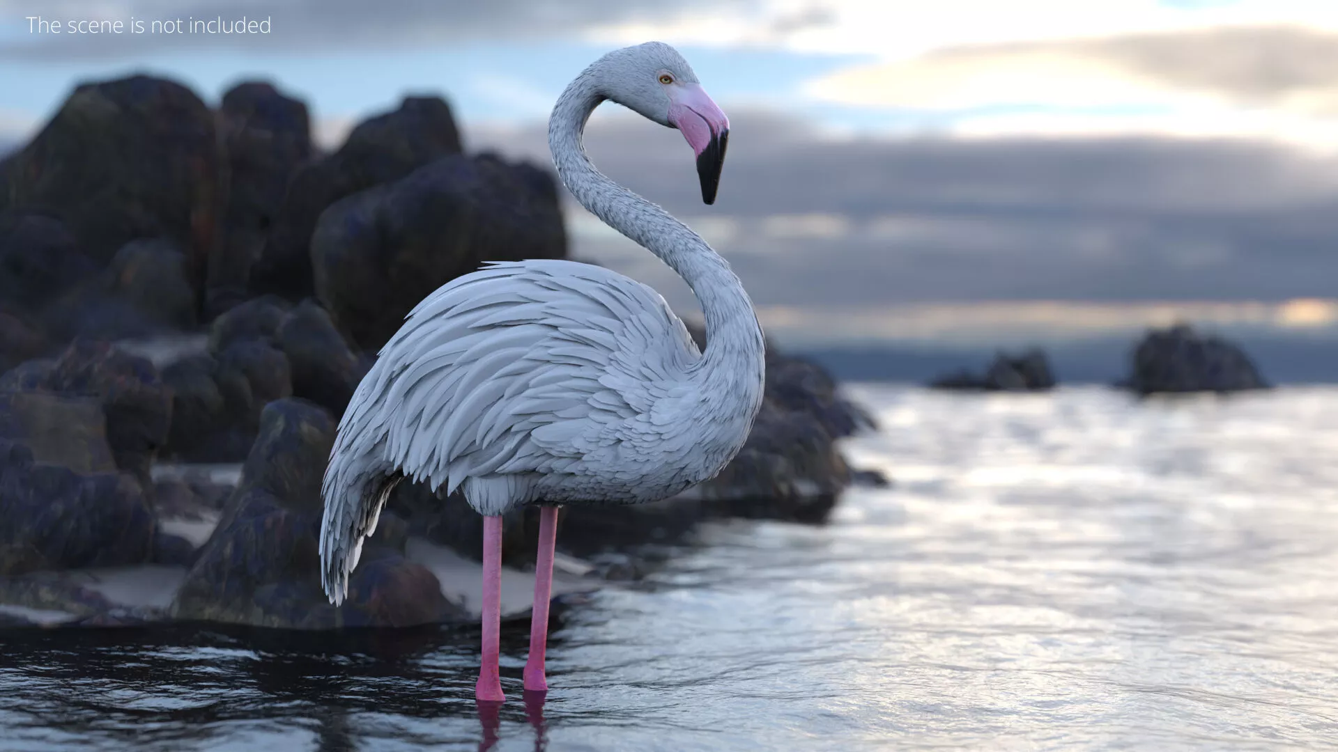 Albino Flamingo Bird White Rigged for Cinema 4D 3D model