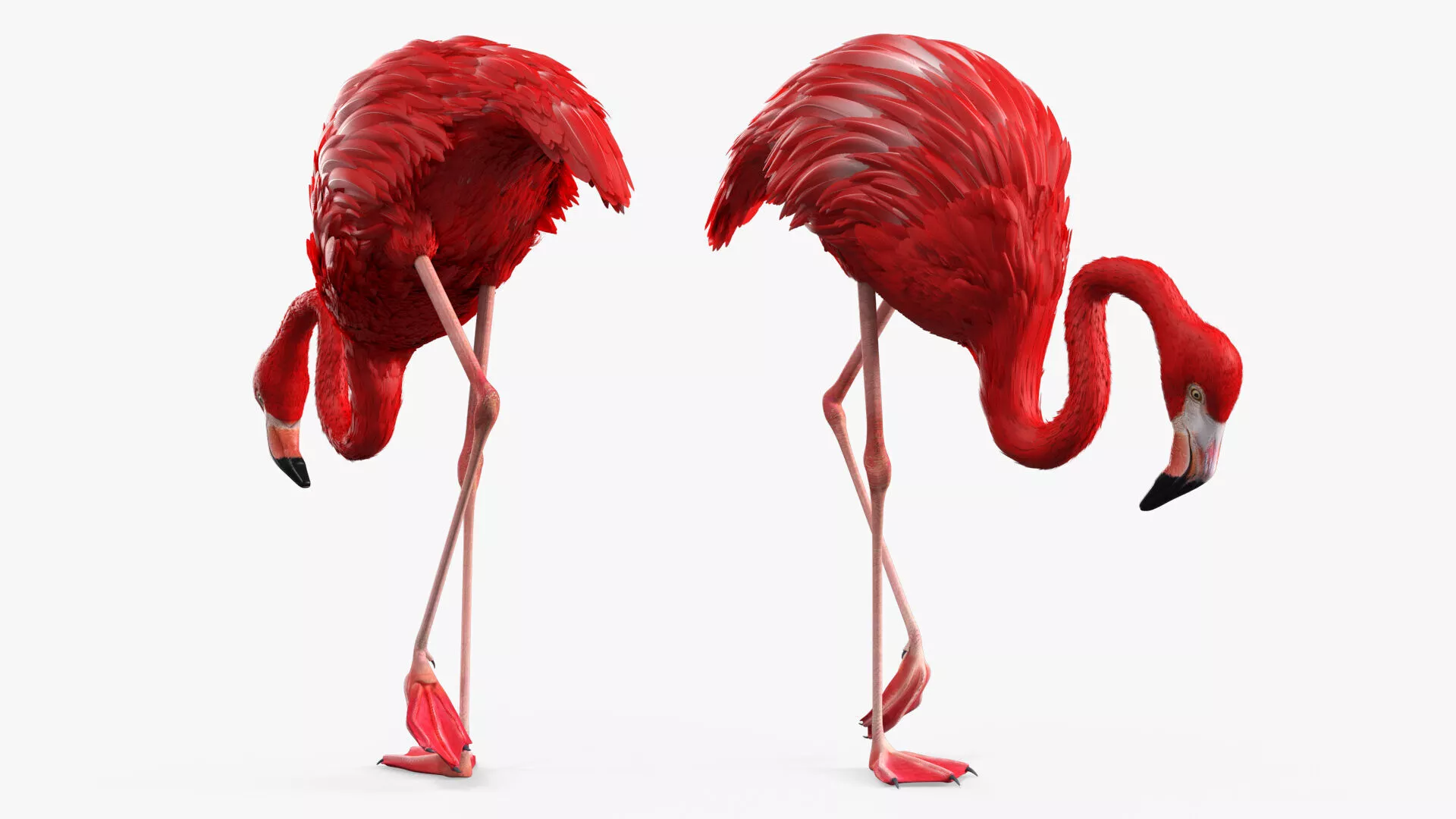 Exotic Bird Red Flamingo Rigged for Maya 3D model