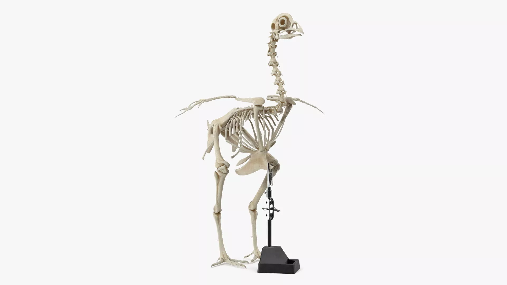 Bird Skeleton on Laboratory Stand 3D model