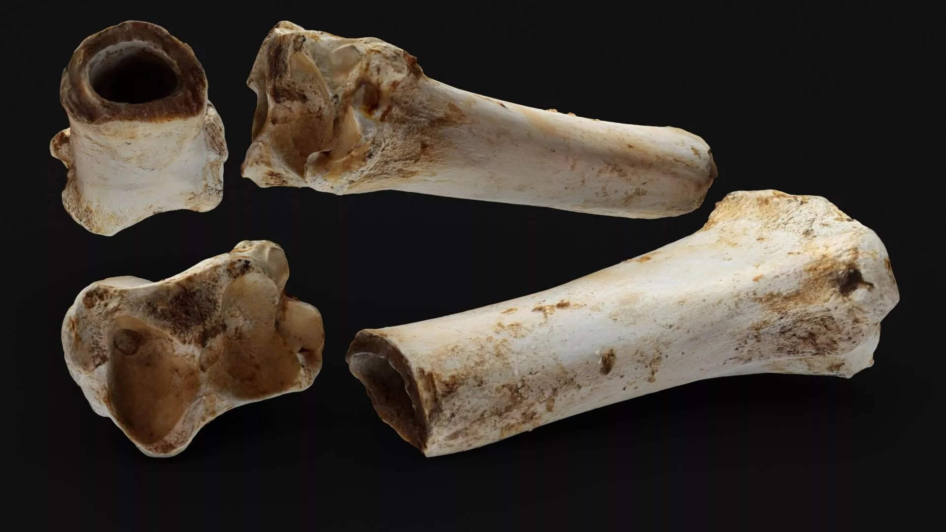 Weathered Animal Leg Bone 3D model
