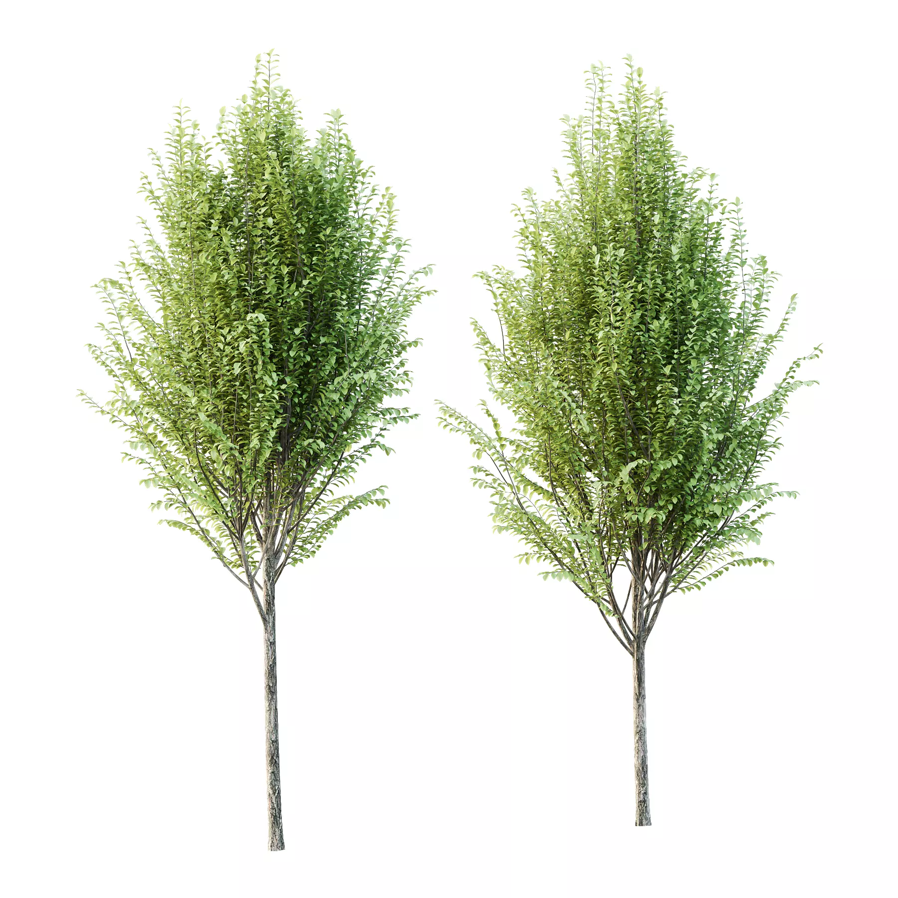 Ulmus pumila Tree 02 3D model