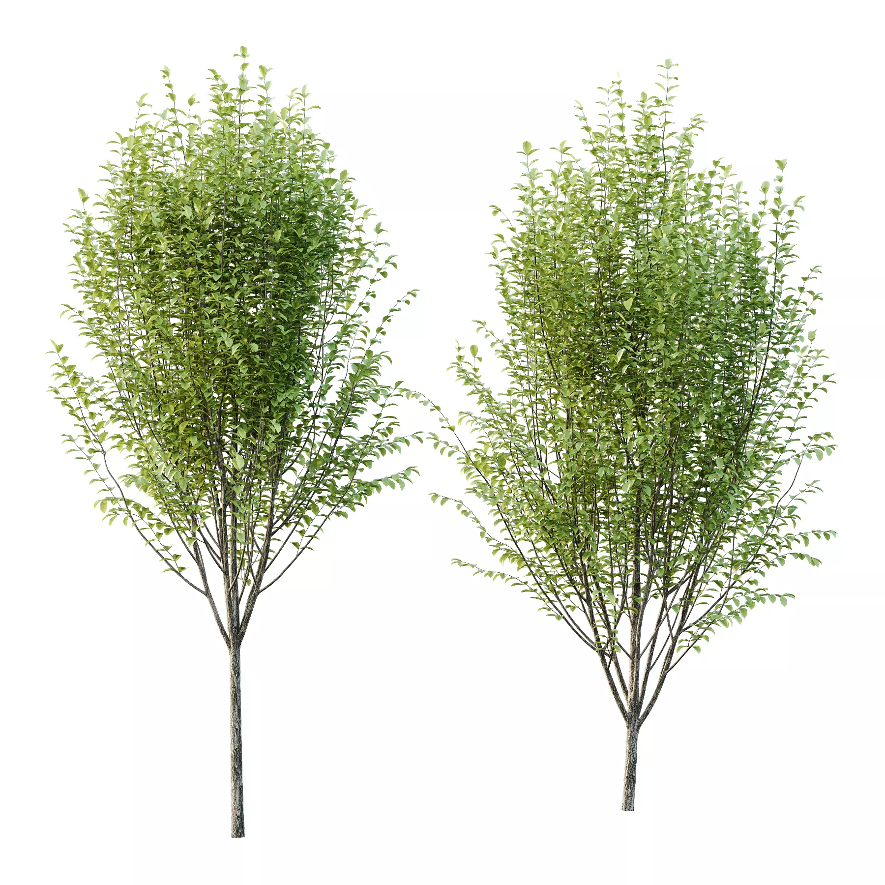 Ulmus pumila Tree 03 3D model