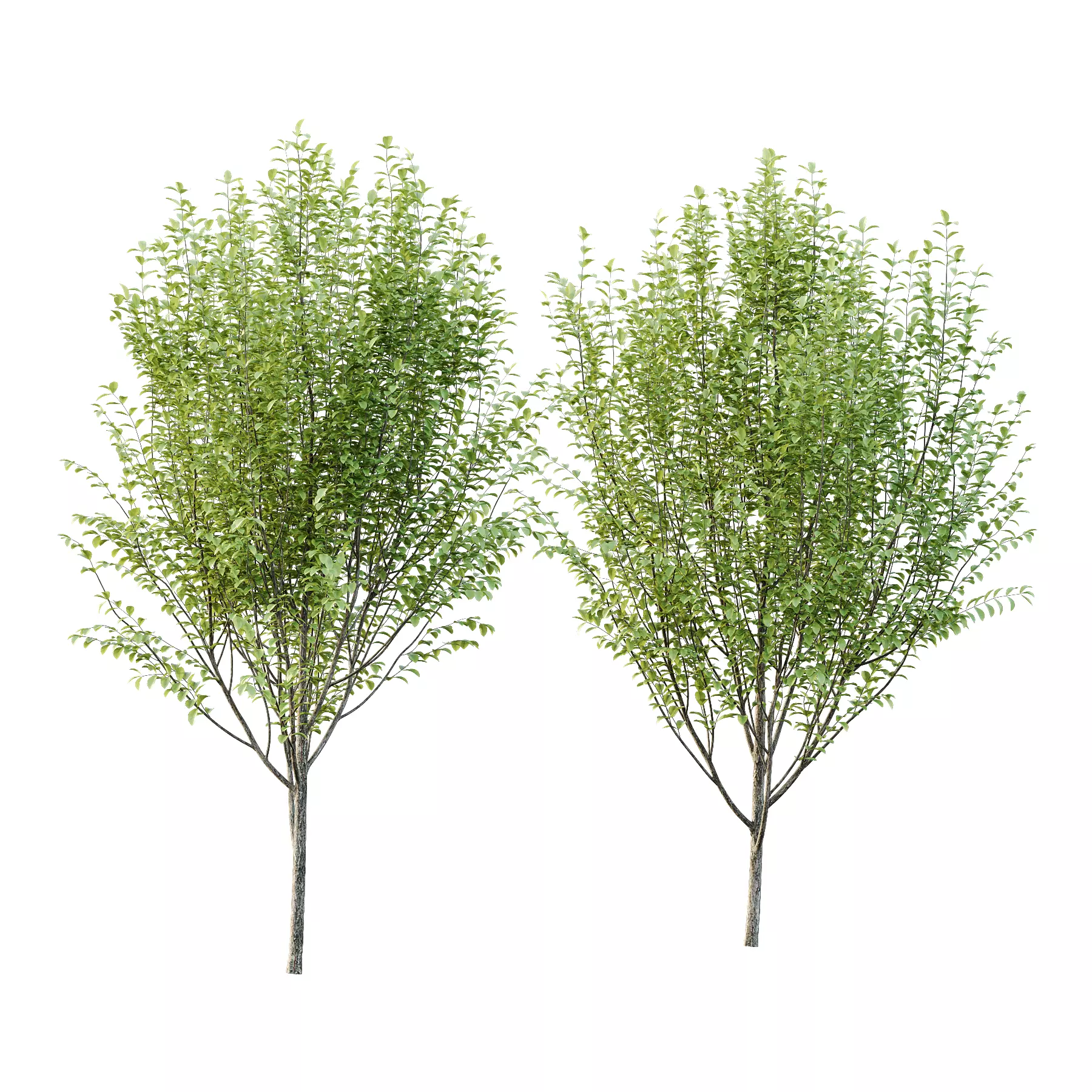Ulmus pumila Tree 04 3D model
