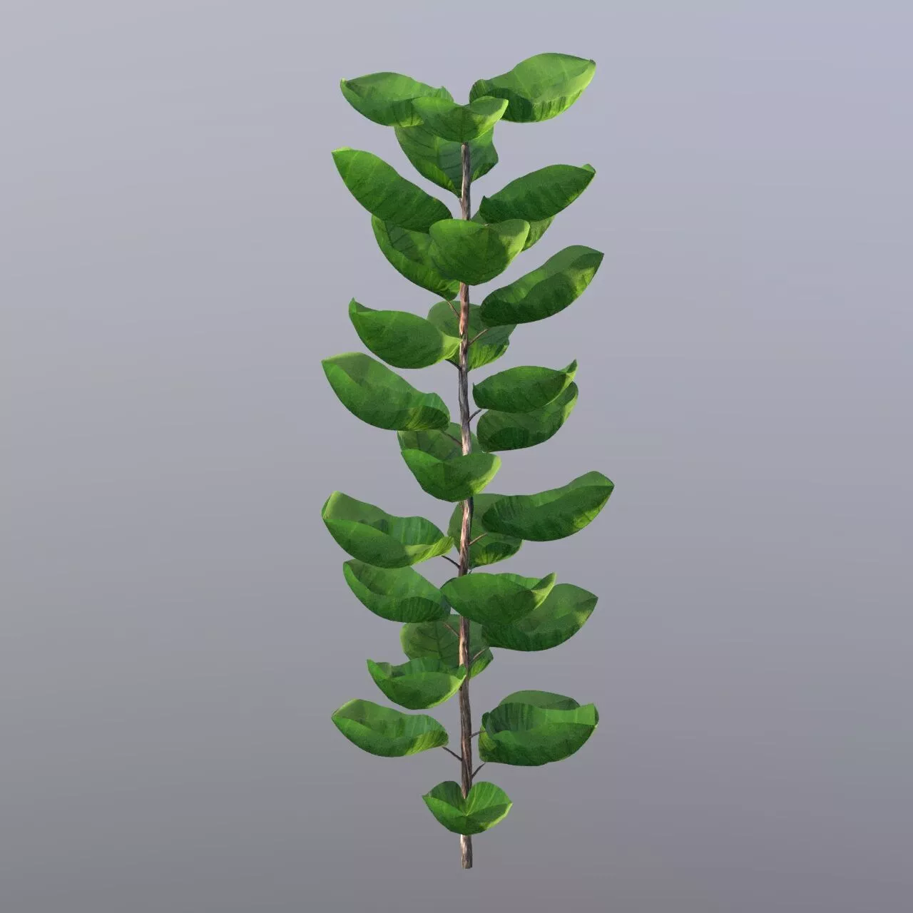 Shield Aralia Plant in Pot 3D Models Animation Loop 3D model 3D model
