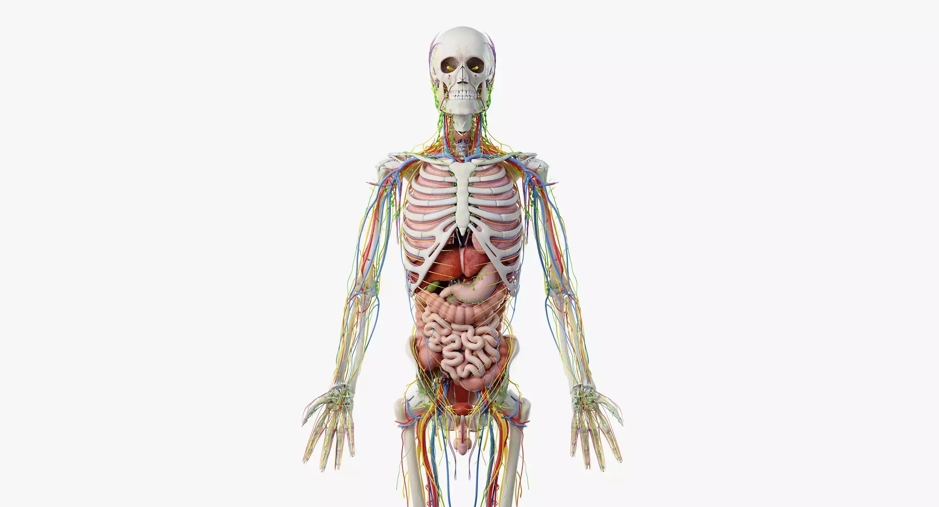 Male Internal Anatomy Skeleton Viscera and Nerves 3D model