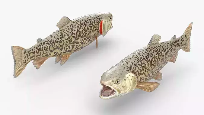 Tiger Trout Fish Rigged for Cinema 4D 3D model 2