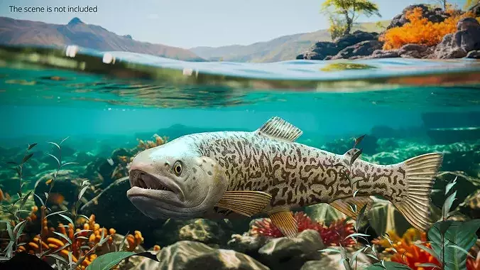 Tiger Trout Fish Rigged for Cinema 4D 3D model