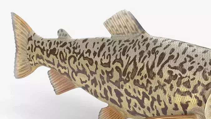 Tiger Trout Fish Rigged for Cinema 4D 3D model 5