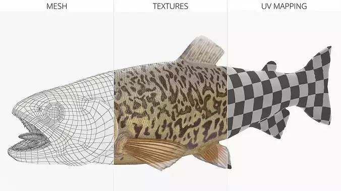 Tiger Trout Fish Rigged for Cinema 4D 3D model 7