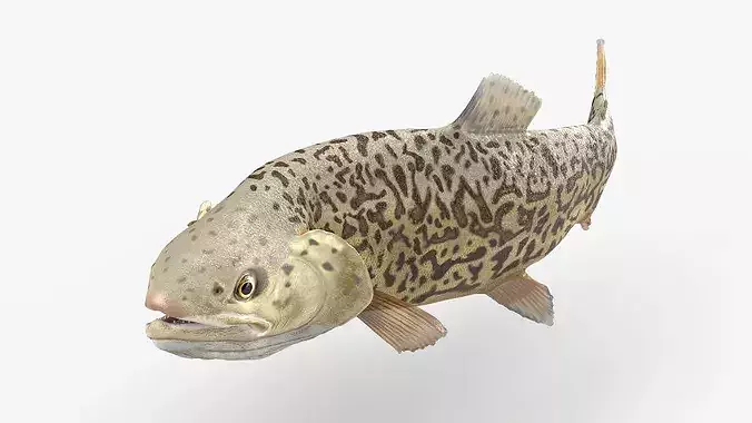 Tiger Trout Fish Rigged for Cinema 4D 3D model 3