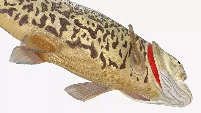 Tiger Trout Fish Rigged for Maya 3D model 6