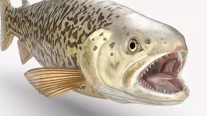 Tiger Trout Fish Rigged for Maya 3D model 4