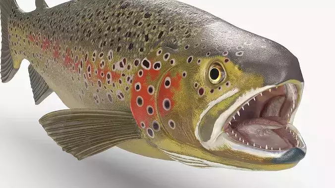 Brown Trout Fish Rigged for Cinema 4D 3D model 4