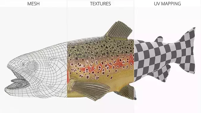 Brown Trout Fish Rigged for Cinema 4D 3D model 6