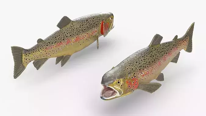 Brown Trout Fish Rigged for Cinema 4D 3D model 3