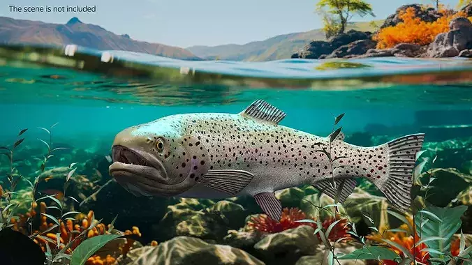 Silvery Rainbow Trout Fish Rigged for Cinema 4D 3D model