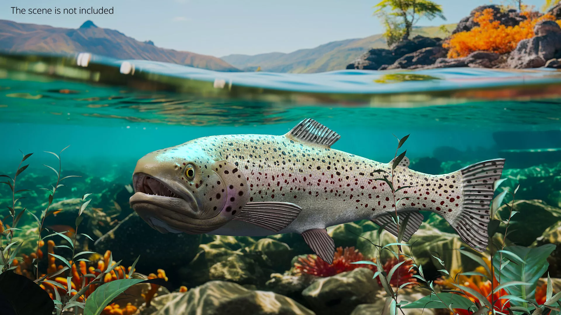 Silvery Rainbow Trout Fish Rigged for Cinema 4D 3D model