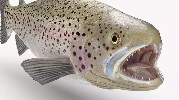 Silvery Rainbow Trout Fish Rigged for Cinema 4D 3D model 5