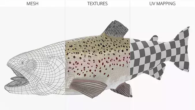 Silvery Rainbow Trout Fish Rigged for Cinema 4D 3D model 7