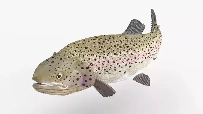 Silvery Rainbow Trout Fish Rigged for Maya 3D model 3