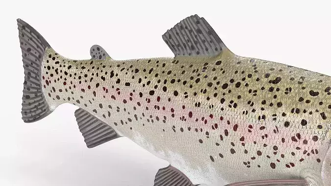 Silvery Rainbow Trout Fish Rigged for Maya 3D model 6