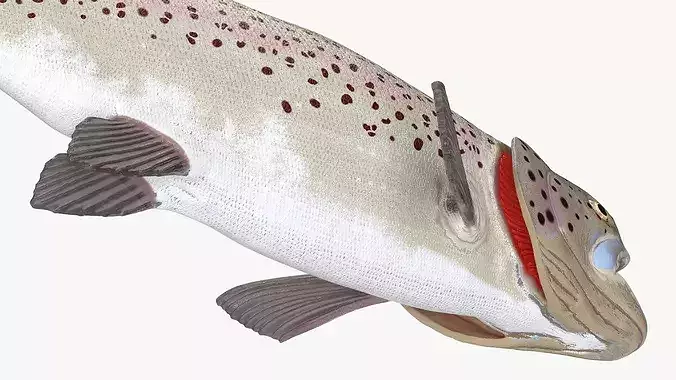 Silvery Rainbow Trout Fish Rigged for Maya 3D model 4