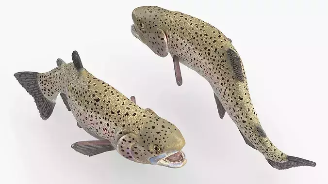 Silvery Rainbow Trout Fish Rigged for Maya 3D model 2