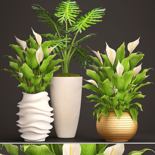 Spathiphyllum plant 2 3D model