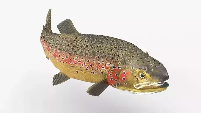 Brown Trout Fish Rigged for Maya 3D model 2