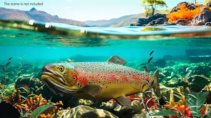 Brown Trout Fish Rigged for Maya 3D model