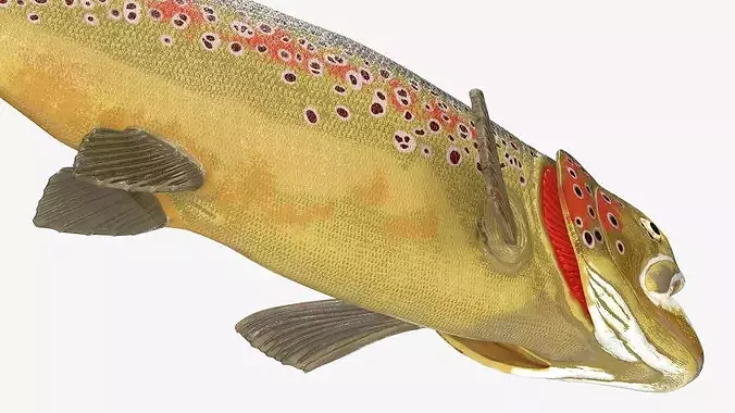 Brown Trout Fish Rigged for Maya 3D model 5