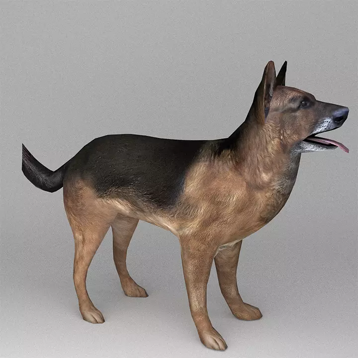 German Shepherd Low-poly 3D model_0