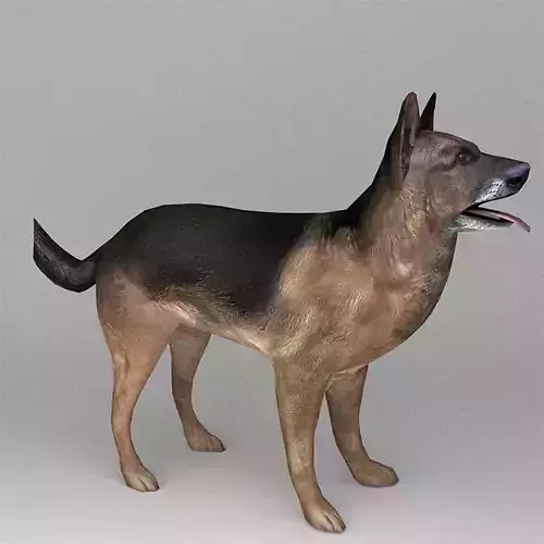 German Shepherd