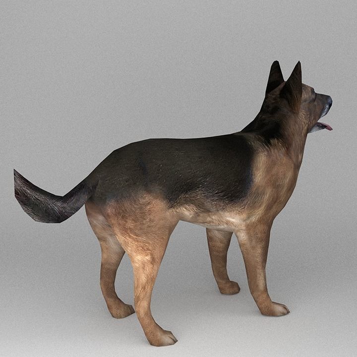 German Shepherd Low-poly 3D model_3