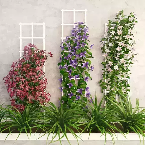 Wall flowers