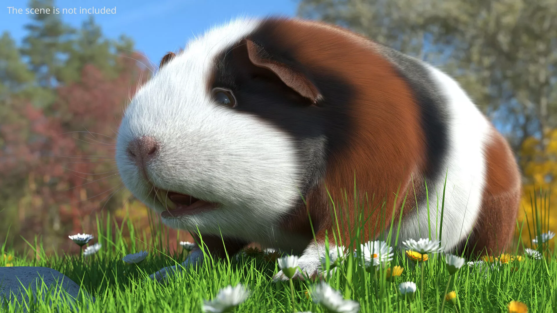 Tricolor Guinea Pig Short Hair Black Brown Fur for Maya 3D model