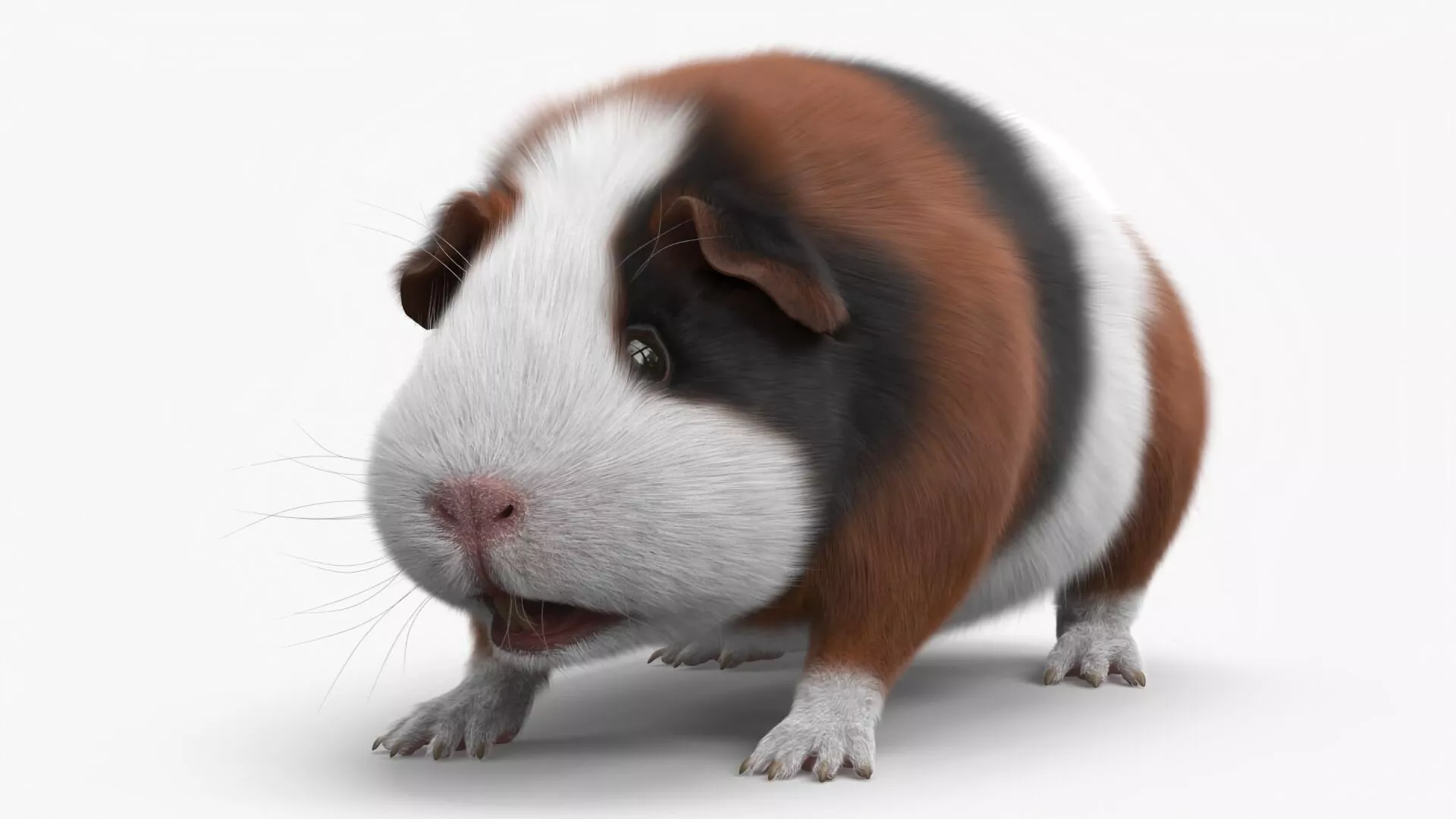 Tricolor Guinea Pig Short Hair Black Brown Fur for Cinema 4D 3D model