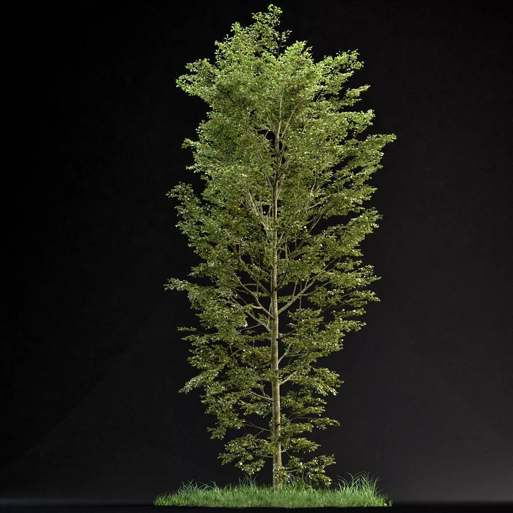 BeechTree 02 3D model_0