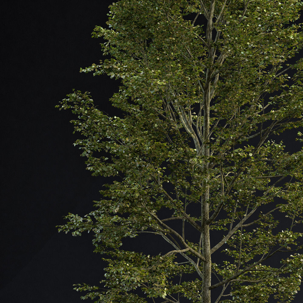 BeechTree 02 3D model_1