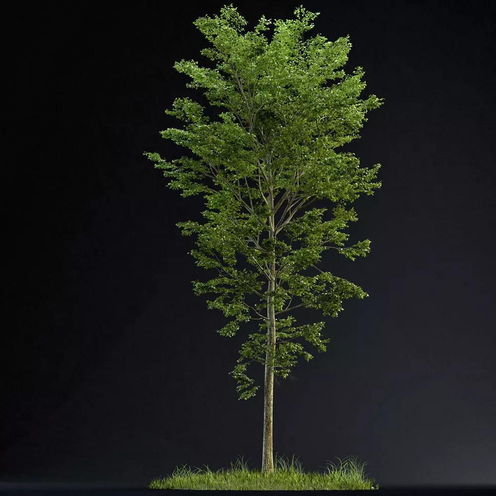 BeechTree 01 3D model_0