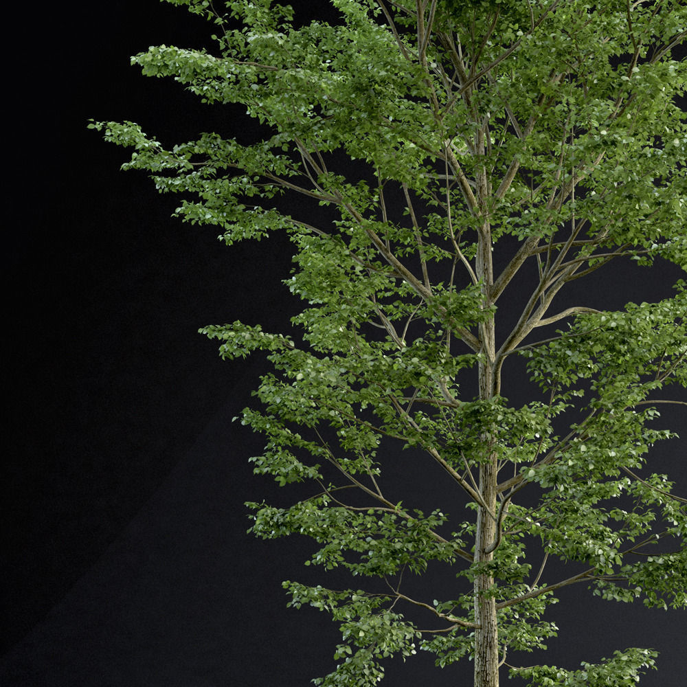 BeechTree 01 3D model_1