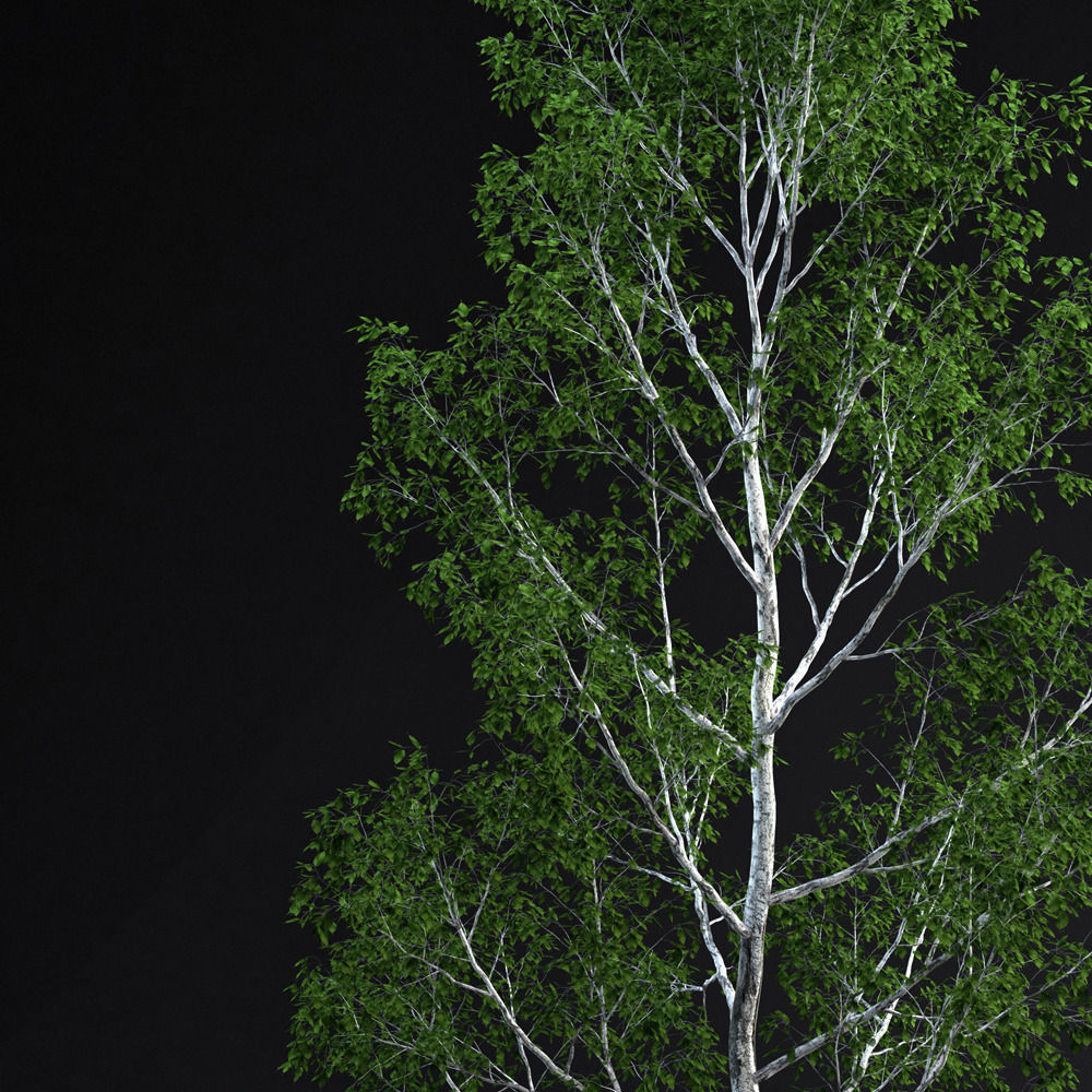 BirchTree 01 3D model_1