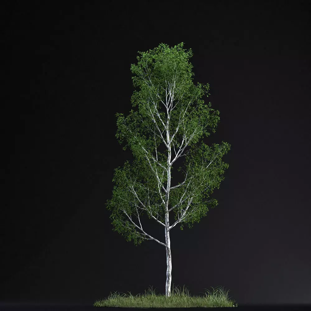 BirchTree 01 3D model_0